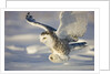 Snowy Owl in Flight Hunting by Anonymous