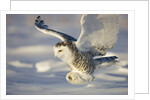 Snowy Owl in Flight Hunting by Anonymous