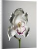 Orchid by Anonymous