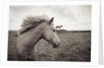 Horses in Field by Anonymous