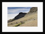 Reindeer Grazing on Tundra on Edgeoya Island by Anonymous