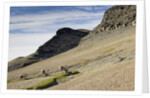 Reindeer Grazing on Tundra on Edgeoya Island by Anonymous