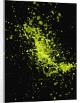Splashing Green Liquid by Anonymous