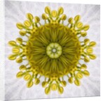 Kaleidoscope of Clematis flower by Anonymous