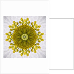 Kaleidoscope of Clematis flower by Anonymous