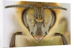 Close-up of honey bee by Anonymous