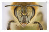 Close-up of honey bee by Anonymous