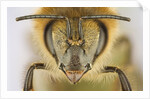 Close-up of honey bee by Anonymous