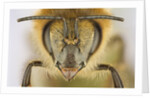 Close-up of honey bee by Anonymous