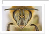 Close-up of honey bee by Anonymous