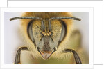 Close-up of honey bee by Anonymous