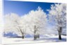 Frost-covered beech trees in Black Forest by Anonymous