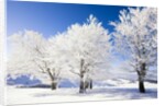 Frost-covered beech trees in Black Forest by Anonymous