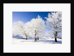 Frost-covered beech trees in Black Forest by Anonymous