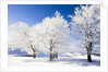 Frost-covered beech trees in Black Forest by Anonymous