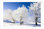 Frost-covered beech trees in Black Forest by Anonymous