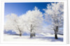 Frost-covered beech trees in Black Forest by Anonymous
