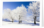 Frost-covered beech trees in Black Forest by Anonymous
