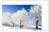 Frost-covered beech trees in Black Forest by Anonymous