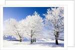 Frost-covered beech trees in Black Forest by Anonymous