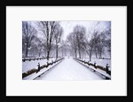 Central Park in winter by Anonymous
