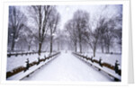 Central Park in winter by Anonymous