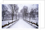 Central Park in winter by Anonymous