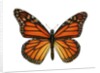 Another Monarch Butterfly by Anonymous