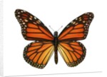 Another Monarch Butterfly by Anonymous