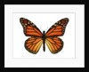 Another Monarch Butterfly by Anonymous
