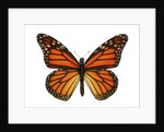 Another Monarch Butterfly by Anonymous