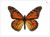 Another Monarch Butterfly by Anonymous