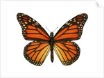Another Monarch Butterfly by Anonymous