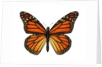 Another Monarch Butterfly by Anonymous