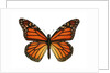 Another Monarch Butterfly by Anonymous