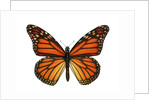 Another Monarch Butterfly by Anonymous