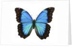 A Morpho Butterfly by Anonymous