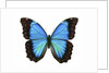 A Morpho Butterfly by Anonymous