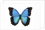 A Morpho Butterfly by Anonymous