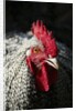 Male chicken by Anonymous