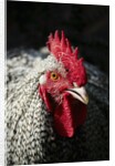 Male chicken by Anonymous