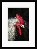 Male chicken by Anonymous