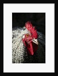 Male chicken by Anonymous