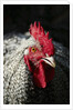 Male chicken by Anonymous