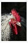 Male chicken by Anonymous