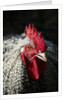 Male chicken by Anonymous