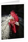 Male chicken by Anonymous