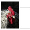 Male chicken by Anonymous