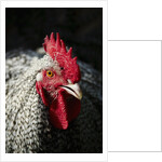 Male chicken by Anonymous