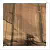 Lone Tree Beneath a Sheer Cliff Face by Anonymous